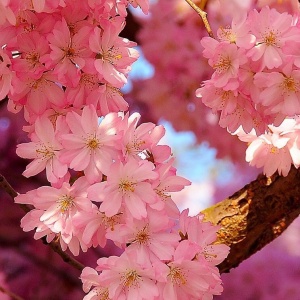 适合妈妈的微信头像花朵图片🌸妈妈专属! 其它头像 第4张 适合妈妈的微信头像花朵图片🌸妈妈专属! 其它头像 第4张