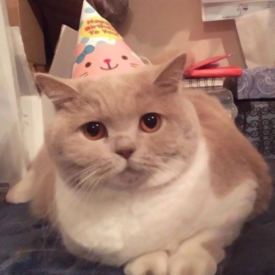 被这些微信猫头像萌化啦！ 动物头像 第4张