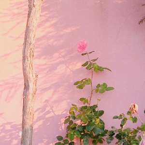 适合妈妈的微信头像花朵图片🌸妈妈专属! 其它头像 第10张 适合妈妈的微信头像花朵图片🌸妈妈专属! 其它头像 第10张
