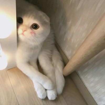 被这些微信猫头像萌化啦！ 动物头像 第13张
