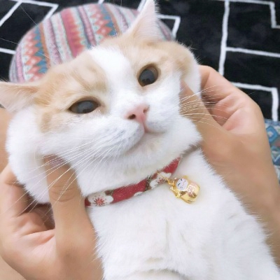 被这些微信猫头像萌化啦！ 动物头像 第20张