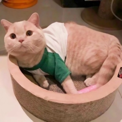 被这些微信猫头像萌化啦！ 动物头像 第3张