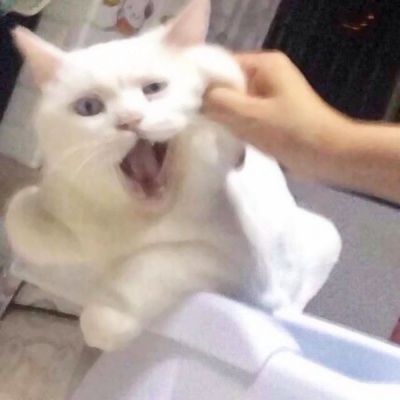 被这些微信猫头像萌化啦！ 动物头像 第9张