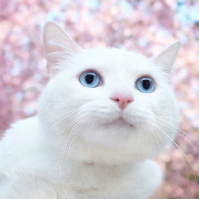 被这些微信猫头像萌化啦！ 动物头像 第1张
