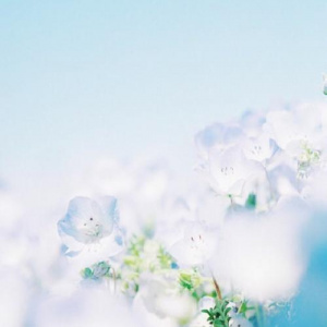 适合妈妈的微信头像花朵图片🌸妈妈专属! 其它头像 第16张 适合妈妈的微信头像花朵图片🌸妈妈专属! 其它头像 第16张