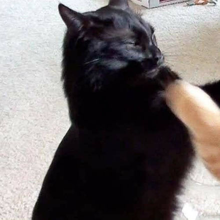 搞怪猫咪一左一右情侣头像来袭🐱 情侣头像 第1张