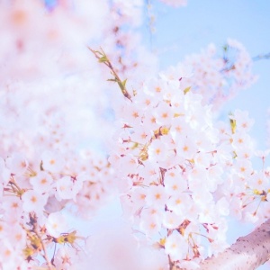 适合妈妈的微信头像花朵图片🌸妈妈专属! 其它头像 第12张 适合妈妈的微信头像花朵图片🌸妈妈专属! 其它头像 第12张