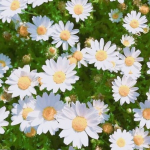 适合妈妈的微信头像花朵图片🌸妈妈专属! 其它头像 第14张 适合妈妈的微信头像花朵图片🌸妈妈专属! 其它头像 第14张