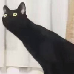 搞怪猫咪一左一右情侣头像来袭🐱 情侣头像 第8张