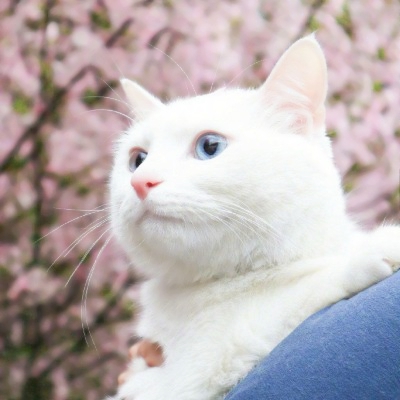 被这些微信猫头像萌化啦！ 动物头像 第18张