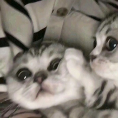 被这些微信猫头像萌化啦！ 动物头像 第2张