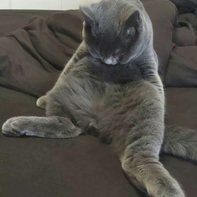被这些微信猫头像萌化啦！ 动物头像 第8张