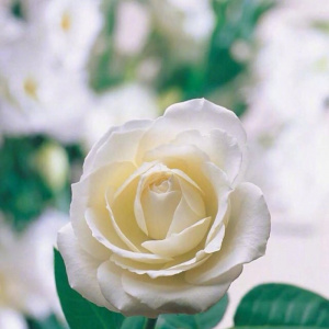 适合妈妈的微信头像花朵图片🌸妈妈专属! 其它头像 第15张 适合妈妈的微信头像花朵图片🌸妈妈专属! 其它头像 第15张