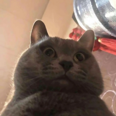 被这些微信猫头像萌化啦！ 动物头像 第19张