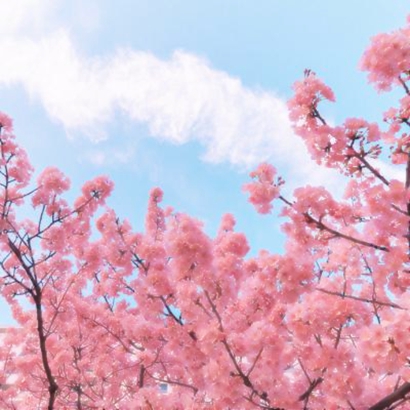 被狠狠拿捏的微信花头像🌸 其它头像 第14张 被狠狠拿捏的微信花头像🌸 其它头像 第14张