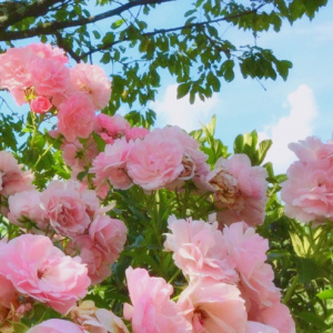 适合妈妈的微信头像花朵图片🌸妈妈专属! 其它头像 第2张 适合妈妈的微信头像花朵图片🌸妈妈专属! 其它头像 第2张