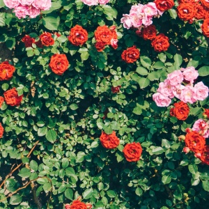 适合妈妈的微信头像花朵图片🌸妈妈专属! 其它头像 第29张 适合妈妈的微信头像花朵图片🌸妈妈专属! 其它头像 第29张