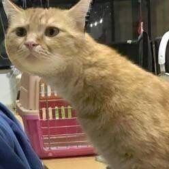 搞怪猫咪一左一右情侣头像来袭🐱 情侣头像 第7张