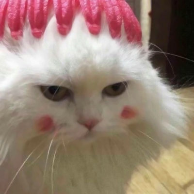 被这些微信猫头像萌化啦！ 动物头像 第5张