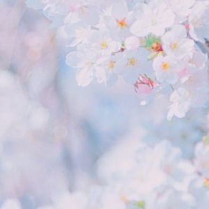 适合妈妈的微信头像花朵图片🌸妈妈专属! 其它头像 第6张 适合妈妈的微信头像花朵图片🌸妈妈专属! 其它头像 第6张