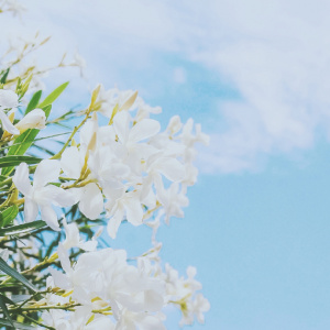 适合妈妈的微信头像花朵图片🌸妈妈专属! 其它头像 第5张 适合妈妈的微信头像花朵图片🌸妈妈专属! 其它头像 第5张