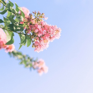 适合妈妈的微信头像花朵图片🌸妈妈专属! 其它头像 第25张 适合妈妈的微信头像花朵图片🌸妈妈专属! 其它头像 第25张