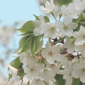 适合妈妈的微信头像花朵图片🌸妈妈专属! 其它头像 第17张 适合妈妈的微信头像花朵图片🌸妈妈专属! 其它头像 第17张