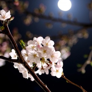 适合妈妈的微信头像花朵图片🌸妈妈专属! 其它头像 第9张 适合妈妈的微信头像花朵图片🌸妈妈专属! 其它头像 第9张