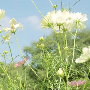 适合妈妈的微信头像花朵图片🌸妈妈专属! 其它头像 第18张 适合妈妈的微信头像花朵图片🌸妈妈专属! 其它头像 第18张