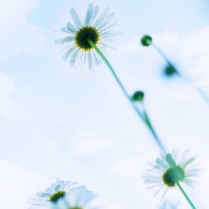 适合妈妈的微信头像花朵图片🌸妈妈专属! 其它头像 第3张 适合妈妈的微信头像花朵图片🌸妈妈专属! 其它头像 第3张