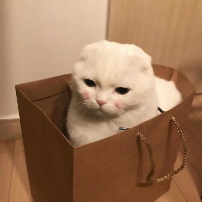 被这些微信猫头像萌化啦！ 动物头像 第15张