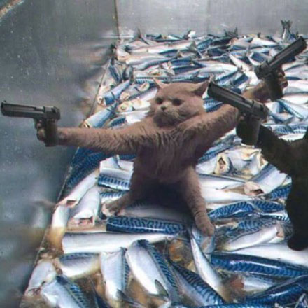 搞怪猫咪一左一右情侣头像来袭🐱 情侣头像 第3张