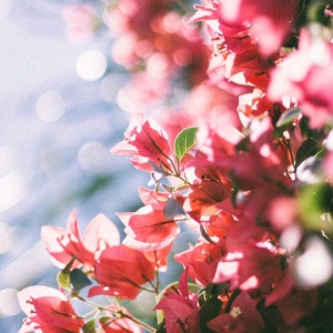 适合妈妈的微信头像花朵图片🌸妈妈专属! 其它头像 第28张 适合妈妈的微信头像花朵图片🌸妈妈专属! 其它头像 第28张