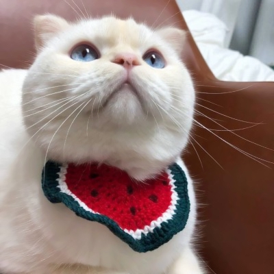 被这些微信猫头像萌化啦！ 动物头像 第7张