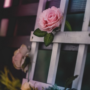 适合妈妈的微信头像花朵图片🌸妈妈专属! 其它头像 第7张 适合妈妈的微信头像花朵图片🌸妈妈专属! 其它头像 第7张