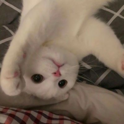 被这些微信猫头像萌化啦！ 动物头像 第12张