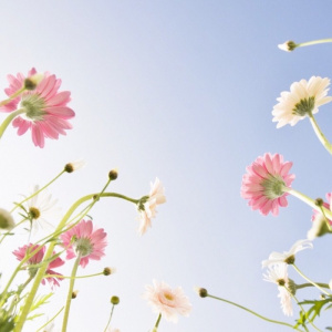 适合妈妈的微信头像花朵图片🌸妈妈专属! 其它头像 第19张 适合妈妈的微信头像花朵图片🌸妈妈专属! 其它头像 第19张
