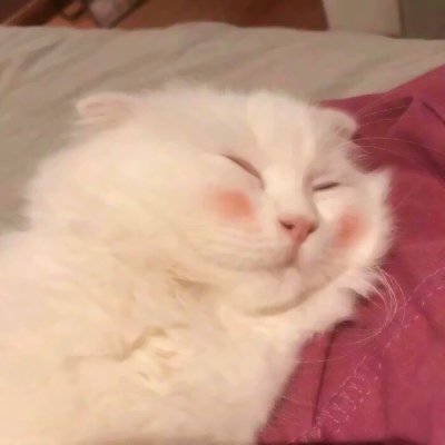 被这些微信猫头像萌化啦！ 动物头像 第10张