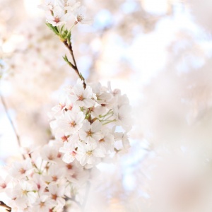 适合妈妈的微信头像花朵图片🌸妈妈专属! 其它头像 第13张 适合妈妈的微信头像花朵图片🌸妈妈专属! 其它头像 第13张