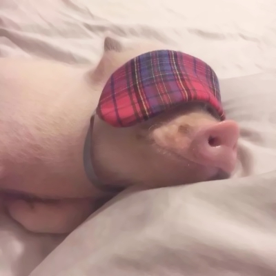 萌翻啦!QQ猪可爱头像大集合🐷 动物头像 第5张 萌翻啦!QQ猪可爱头像大集合🐷 动物头像 第5张