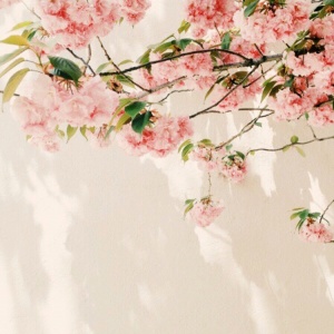 适合妈妈的微信头像花朵图片🌸妈妈专属! 其它头像 第11张 适合妈妈的微信头像花朵图片🌸妈妈专属! 其它头像 第11张