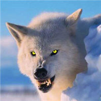 谁懂!被这组霸气冷酷狼头像帅麻了🐺