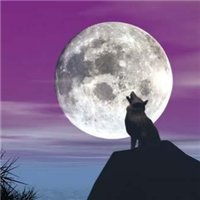 🐺超霸气狼头图片来袭,气场全开 动物头像 第12张 🐺超霸气狼头图片来袭,气场全开 动物头像 第12张