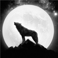 🐺超霸气狼头图片来袭,气场全开 动物头像 第10张 🐺超霸气狼头图片来袭,气场全开 动物头像 第10张