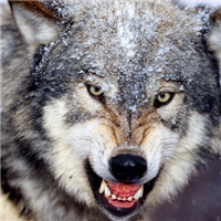 🐺超霸气狼头图片来袭,气场全开 动物头像 第24张 🐺超霸气狼头图片来袭,气场全开 动物头像 第24张