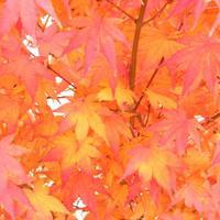 🍁绝了!唯美QQ枫叶头像大全 其它头像 第38张 🍁绝了!唯美QQ枫叶头像大全 其它头像 第38张