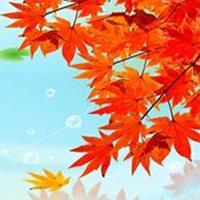 🍁绝了!唯美QQ枫叶头像大全 其它头像 第33张 🍁绝了!唯美QQ枫叶头像大全 其它头像 第33张
