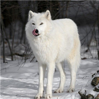 🐺超霸气狼头图片来袭,气场全开 动物头像 第23张 🐺超霸气狼头图片来袭,气场全开 动物头像 第23张