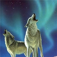 🐺超霸气狼头图片来袭,气场全开 动物头像 第3张 🐺超霸气狼头图片来袭,气场全开 动物头像 第3张
