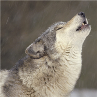 🐺超霸气狼头图片来袭,气场全开 动物头像 第28张 🐺超霸气狼头图片来袭,气场全开 动物头像 第28张